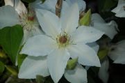 Clematis 'Vilhelmine'